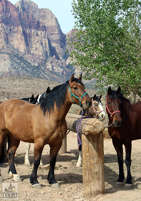 Cowboy Trail Rides - Horses at hitching post with Wilson Cliffs in the background